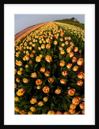 North Holland, Netherlands, springtime tulips fields in Orange tones by Anonymous