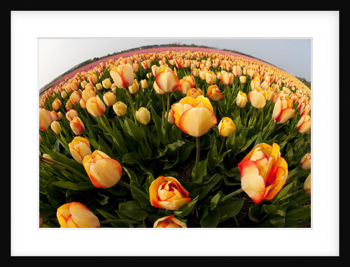 North Holland, Netherlands, springtime tulips fields in Orange tones by Anonymous