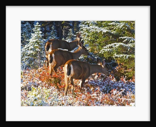 snow adds beauty to fall colors and deer, Paradise Park, Mt. Rainier National Park, Washignton State by Anonymous