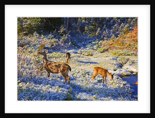 snow adds beauty to fall colors and deer, Paradise Park, Mt. Rainier National Park, Washignton State by Anonymous