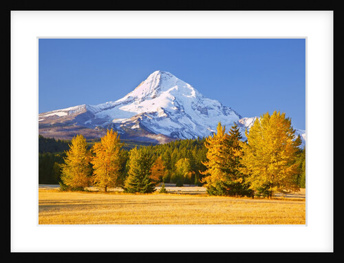 sunrise over Mt. Hood and fall color trees, Hood River, Oregon Cascades by Anonymous