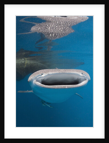 Whale Shark filter feeding by Anonymous