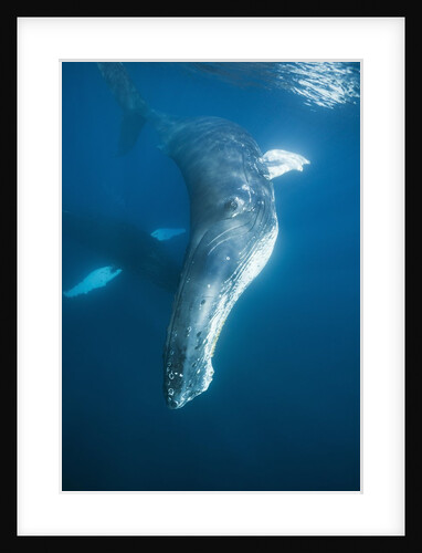 Humpback Whale (Megaptera novaeangliae) by Anonymous