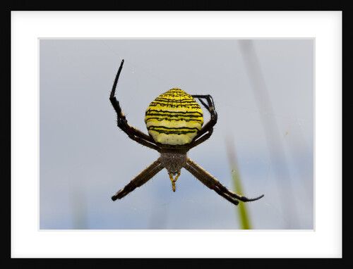 Spider in web, Baliem Valley, Indonesia by Anonymous