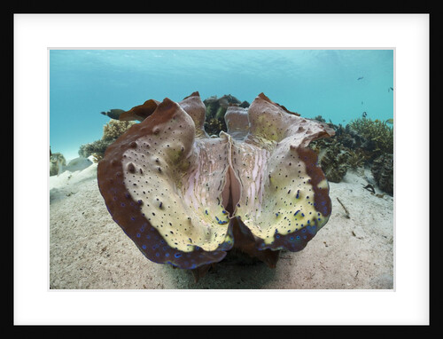 Giant Clam (Tridacna squamosa) by Anonymous
