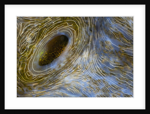 Close-up of Great Clam mantle by Anonymous
