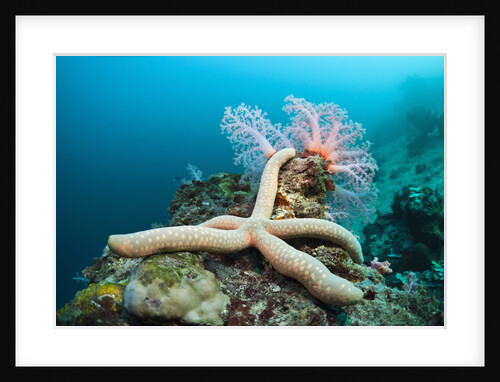 Starfish in Coral Reef (Linckia) by Anonymous