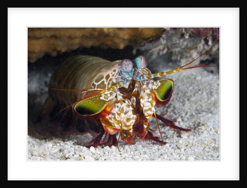 Smasher Mantis Shrimp by Anonymous