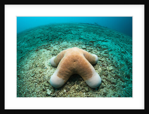 Granular Starfish (Choriaster granulatus) by Anonymous