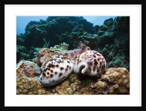 Two living Tiger Cowries by Anonymous