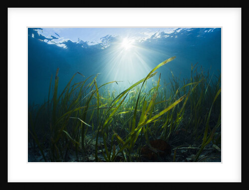 Seagrass by Anonymous