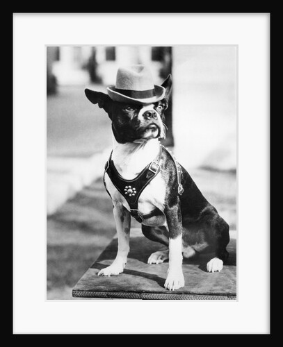 Portrait of dressed- up dog by Anonymous