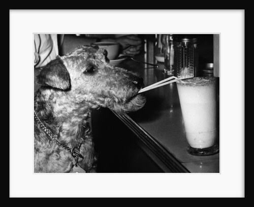 Dog drinking with straw by Anonymous