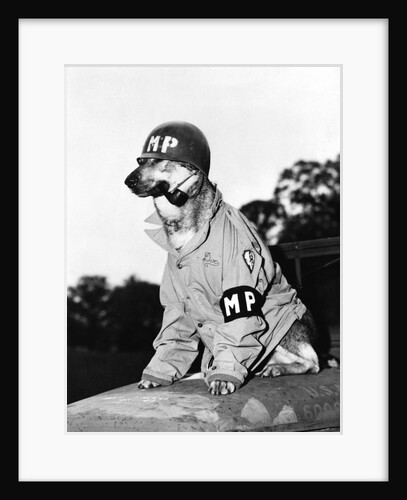 Portrait of dressed- up dog by Anonymous