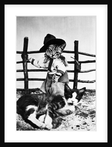 Portrait of dressed- up cats by Anonymous
