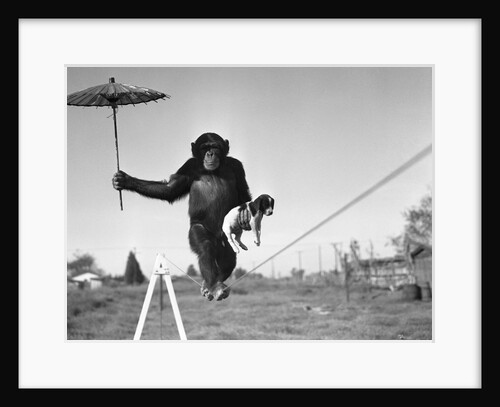 Chimp balancing on line with umbrella and puppy by Anonymous
