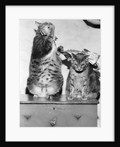 Portrait of two funny cats by Anonymous