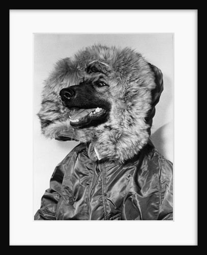 Portrait of dog in anorak by Anonymous