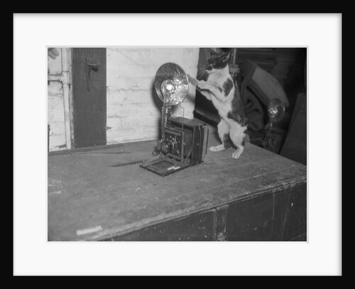 Cat photographing with camera by Anonymous