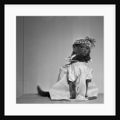 Domestic cat dressed up as little girl by Anonymous
