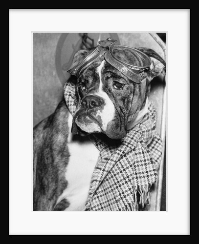 Cute wrinkled boxer dog dressed-up in checked scarf and goggles by Anonymous