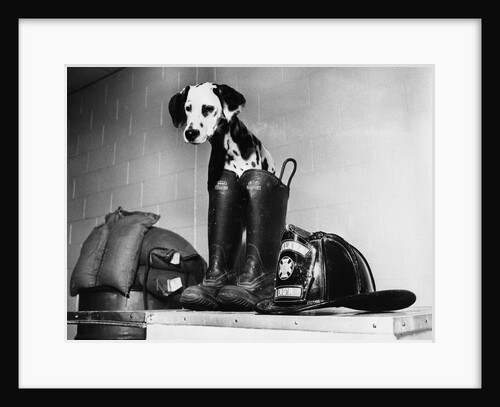 Dalmatian dog sitting next to fire fighter's gear by Anonymous