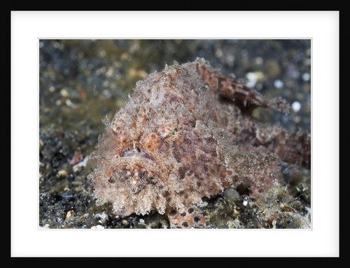 Hispid Frogfish (Antennarius hispidus) by Anonymous