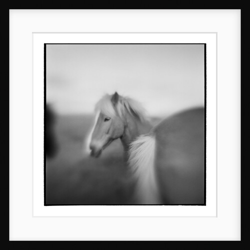 Icelandic Pony, Iceland by Anonymous