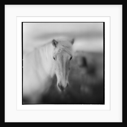 Icelandic Pony, Iceland by Anonymous