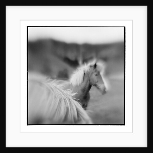 Icelandic Ponies, Iceland by Anonymous