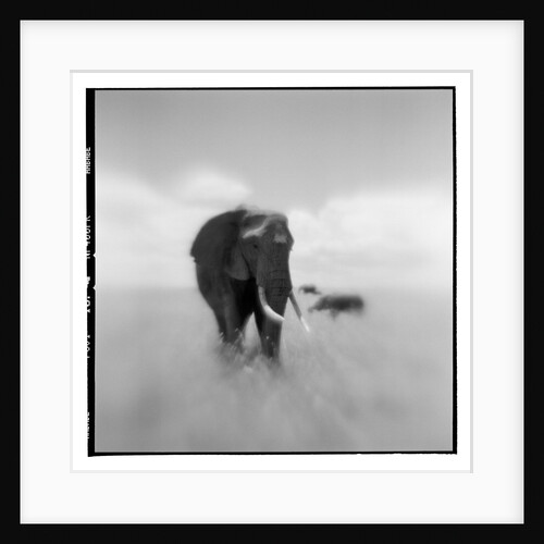 Elephant Herd, Masai Mara Game Reserve, Kenya by Anonymous