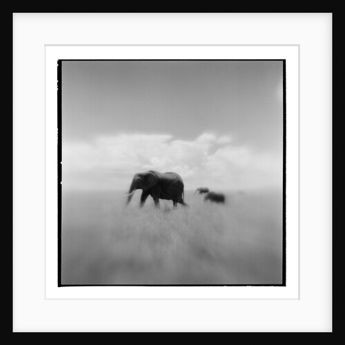 Elephant Herd, Masai Mara Game Reserve, Kenya by Anonymous