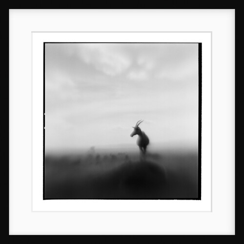 Topi Antelope, Masai Mara Game Reserve, Kenya by Anonymous