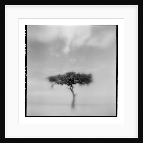 Acacia Tree, Masai Mara Game Reserve, Kenya by Anonymous