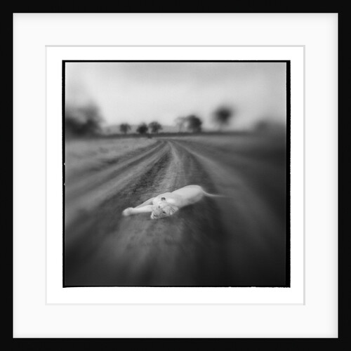 Lion, Masai Mara Game Reserve, Kenya by Anonymous