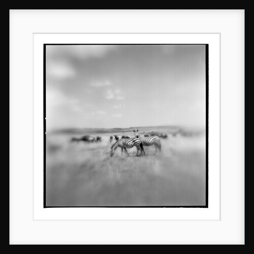 Zebra Herd, Masai Mara Game Reserve, Kenya by Anonymous