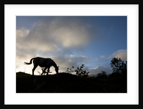 Horse and Arenal Volcano, Costa Rica by Anonymous