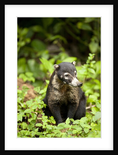 Coati, Costa Rica by Anonymous