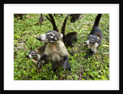 Coati, Costa Rica by Anonymous