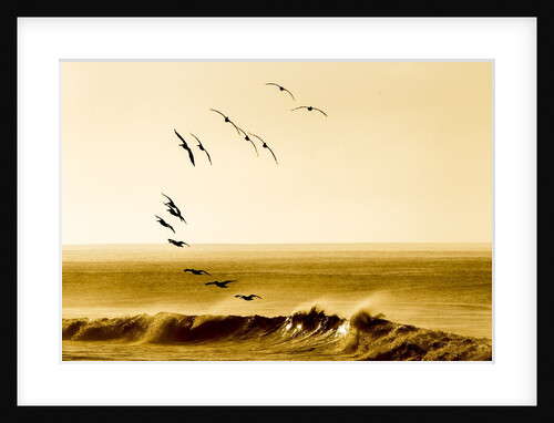 Brown Pelicans at Sunrise, Osa Peninsula, Costa Rica by Anonymous