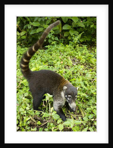 Coati, Costa Rica by Anonymous