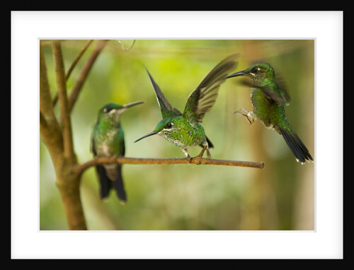Hummingbirds, Costa Rica by Anonymous
