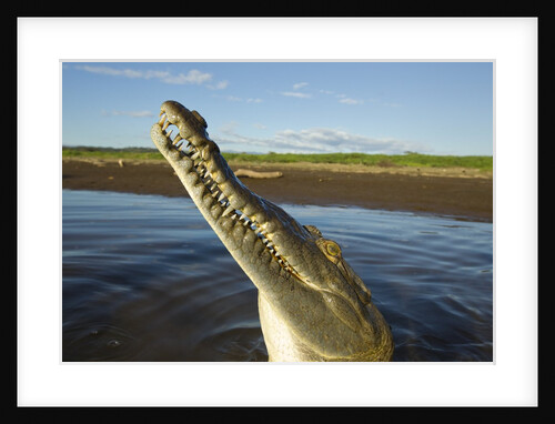 American Crocodile, Costa Rica by Anonymous