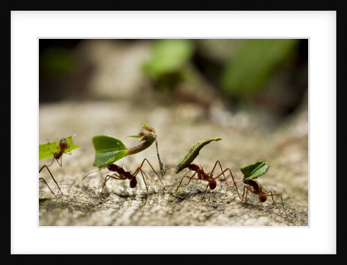 Leafcutter Ants, Costa Rica by Anonymous