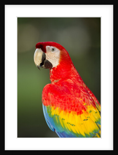 Scarlet Macaw, Costa Rica by Anonymous