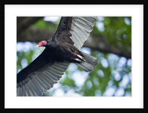 Black Vulture, Costa Rica by Anonymous
