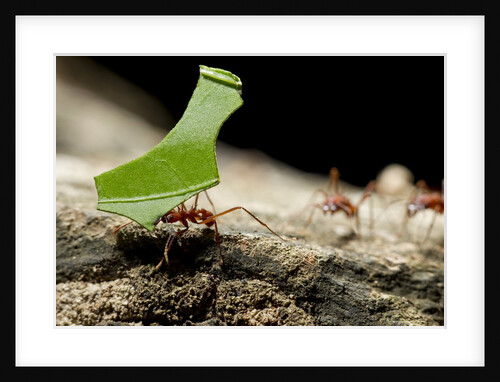 Leafcutter Ants, Costa Rica by Anonymous