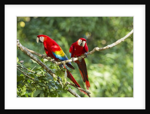 Scarlet Macaws, Costa Rica by Anonymous