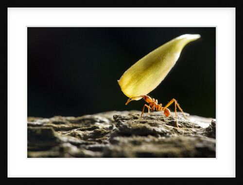 Leafcutter Ant, Costa Rica by Anonymous