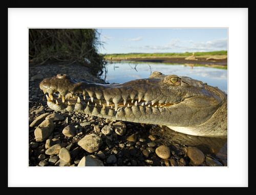 American Crocodile, Costa Rica by Anonymous